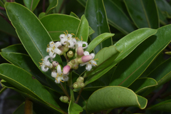 Coelospermum nomac