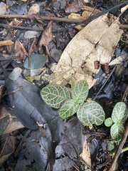 Fittonia albivenis