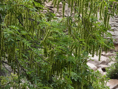 Pterocarya stenoptera