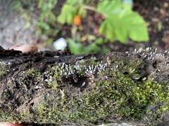 Arcyria cinerea