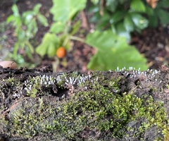 Arcyria cinerea