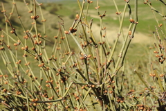 Ephedra californica