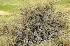 Ephedra californica