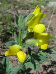 Thermopsis alpina