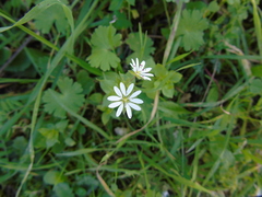 Stellaria cupaniana