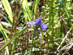 Tradescantia ohiensis