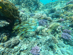 Lutjanus fulviflamma