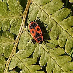 Pyrrhocoris apterus