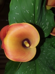 Zantedeschia pentlandii
