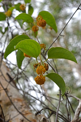 Smilax neocaledonica