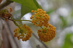 Smilax neocaledonica
