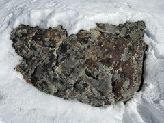 Xanthoparmelia conspersa