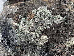 Xanthoparmelia conspersa