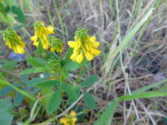 Trigonella corniculata
