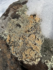 Rhizoplaca subdiscrepans