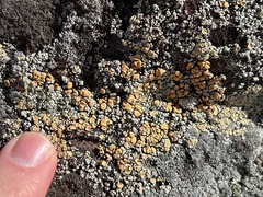 Rhizoplaca subdiscrepans