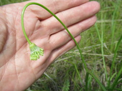 Allium stellerianum