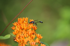 Eremnophila aureonotata