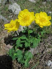 Trollius dschungaricus
