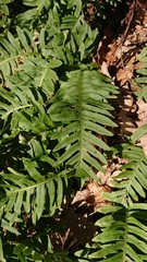 Polypodium