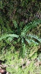 Asplenium trichomanes