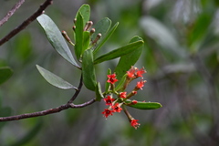 Lumnitzera littorea
