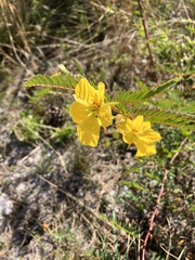Chamaecrista