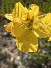 Chamaecrista