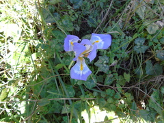Iris unguicularis