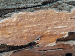 Peniophora incarnata