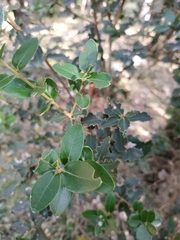 Phillyrea latifolia