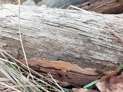 Peniophora incarnata