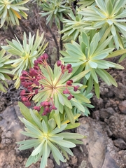 Image of Euphorbia atropurpurea