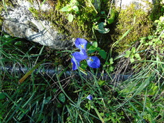 Iris unguicularis