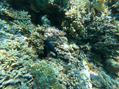 Gomphosus klunzingeri