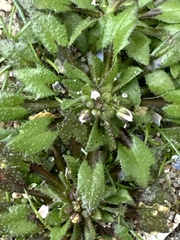 Draba verna