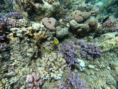 Chaetodon austriacus