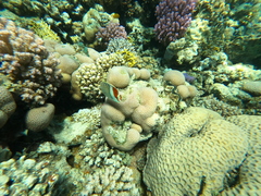 Chaetodon paucifasciatus