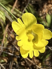 Pinguicula lutea