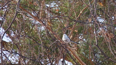 Aegithalos caudatus caudatus