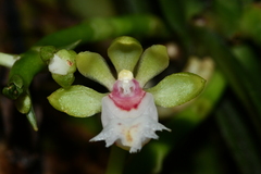 Gastrochilus japonicus