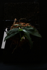 Gastrochilus japonicus