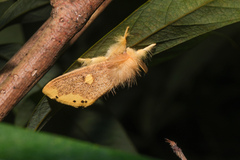 Euproctis quadrangularis