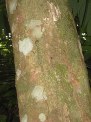 Draco melanopogon