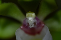 Gastrochilus japonicus