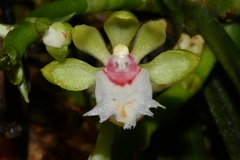 Gastrochilus japonicus