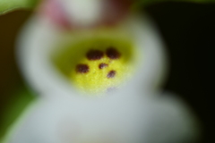 Gastrochilus japonicus