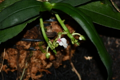 Gastrochilus japonicus