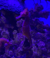 Hippocampus barbouri