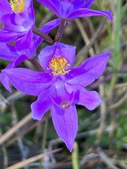 Calopogon barbatus
